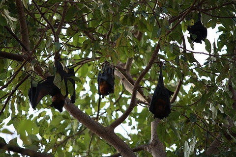 Manngarre Rainforest Walk - Accommodation Ballina 0