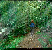 Mount Cougal Springbrook National Park - Accommodation Ballina