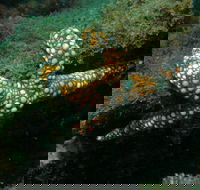 Mudjimba Old Woman Island Dive Site - Accommodation Ballina