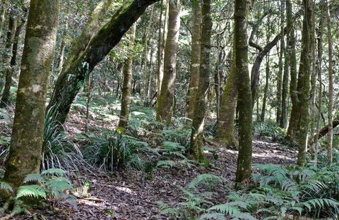 Summit Walking Track, Mount Hyland Nature Reserve - Accommodation Ballina 0
