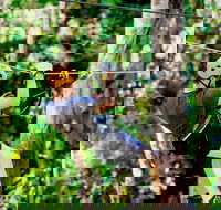 TreeTop Challenge Currumbin Wildlife Sanctuary - Accommodation Ballina