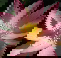 Wallis Creek Water Garden - Accommodation Ballina