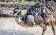 Hunter Valley Wine & Wildlife Tour (Private Tour From Sydney) - thumb 3