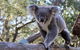 Hunter Valley Wine & Wildlife Tour (Private Tour From Sydney) - thumb 7