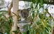 Hunter Valley Wine & Wildlife Tour (Private Tour From Sydney) - thumb 16
