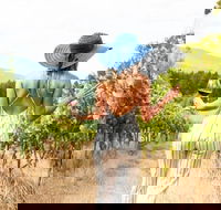Hunter Valley Wine  Wildlife Tour Private Tour from Sydney - Accommodation Ballina