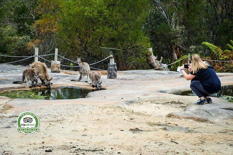 Hunter Valley Wine & Wildlife Tour (Private Tour From Sydney) - Accommodation Ballina 14