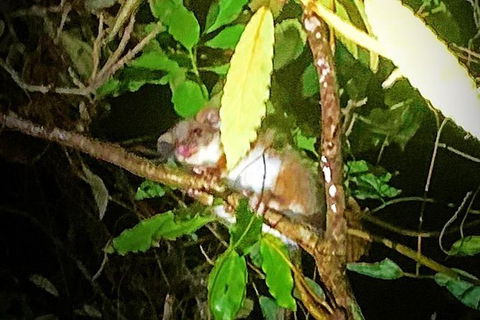 Blue Mountains Hiking Glow Worms Cave Wildlife Spotlighting Night Adventure - Accommodation Ballina 1