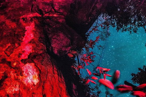 Blue Mountains Hiking Glow Worms Cave Wildlife Spotlighting Night Adventure - Accommodation Ballina 2