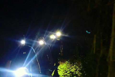 Blue Mountains Hiking Glow Worms Cave Wildlife Spotlighting Night Adventure - Accommodation Ballina 8