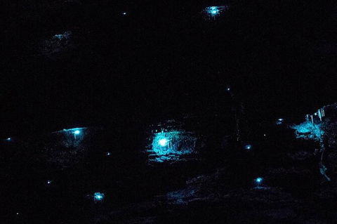 Blue Mountains Hiking Glow Worms Cave Wildlife Spotlighting Night Adventure - Accommodation Ballina 7