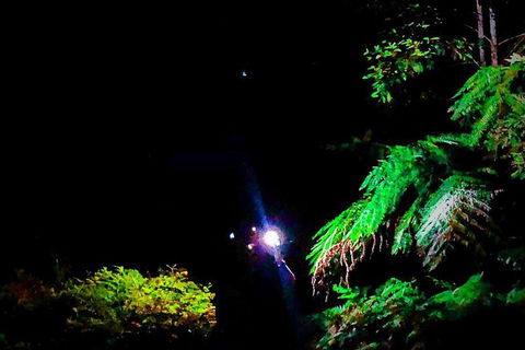 Blue Mountains Hiking Glow Worms Cave Wildlife Spotlighting Night Adventure - Accommodation Ballina 13