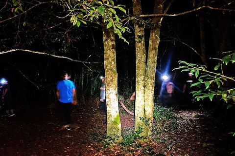 Blue Mountains Hiking Glow Worms Cave Wildlife Spotlighting Night Adventure - Accommodation Ballina 6