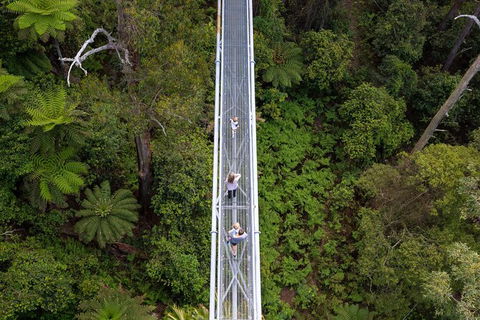 Illawarra Fly Treetop Adventures Treetop Walk Admission Ticket - Accommodation Ballina 4