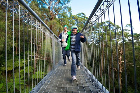 Illawarra Fly Treetop Adventures Treetop Walk Admission Ticket - Accommodation Ballina 7
