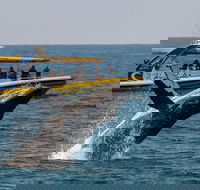 Whale Watching Wave Rider - Accommodation Ballina