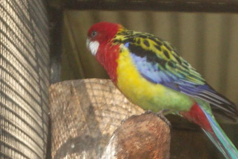 Blue Mountains PRIVATE - Full Day Tour - 6 People Max - Accommodation Ballina 8