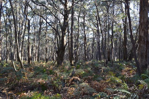 Six Foot Track - Accommodation Ballina 3