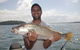 Sydney Harbour Fishing - thumb 0