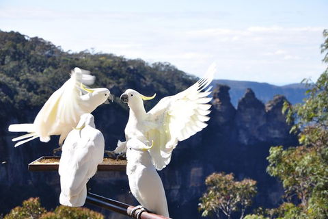 Private Blue Mountains Tour - Accommodation Ballina 2