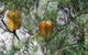 Private Blue Mountains Tour - thumb 5
