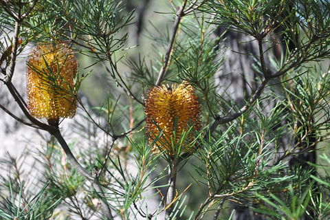 Private Blue Mountains Tour - Accommodation Ballina 5
