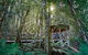 Private Blue Mountains Tour - thumb 12