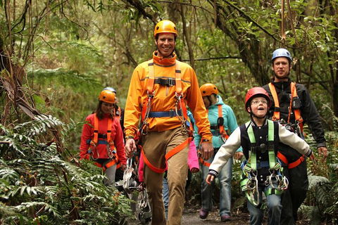 Illawarra Fly Treetop Adventures Admission Including Zipline Tour - Accommodation Ballina 1