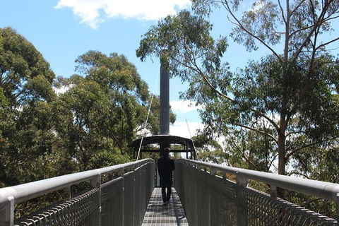 Illawarra Fly Treetop Adventures Admission Including Zipline Tour - Accommodation Ballina 2