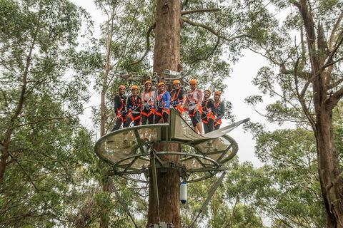 Illawarra Fly Treetop Adventures Admission Including Zipline Tour - Accommodation Ballina 4