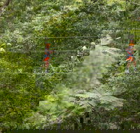 Illawarra Fly Treetop Adventures Admission Including Zipline Tour - Accommodation Ballina
