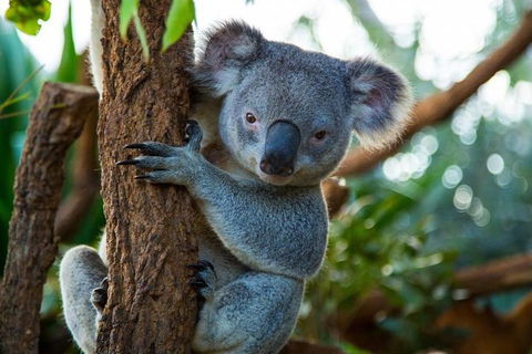 Best Sydney Tours By Life Long Locals - Hidden Gems & More - Lifetime Experience - Accommodation Ballina 1