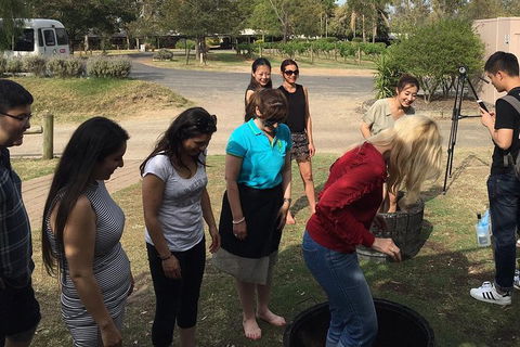 Hunter Valley Grape Stomping - Accommodation Ballina 2