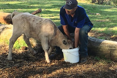 Interactive Farm Tours On A Beef, Lamb And Duck Farm - Accommodation Ballina 2