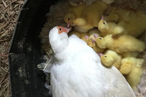 Interactive Farm Tours On A Beef, Lamb And Duck Farm - Accommodation Ballina 3