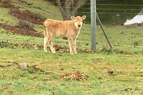 Interactive Farm Tours On A Beef, Lamb And Duck Farm - Accommodation Ballina 7