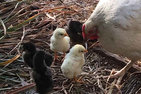 Interactive Farm Tours On A Beef, Lamb And Duck Farm - Accommodation Ballina 6