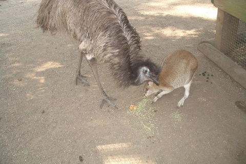 Small Group Blue Mountains, Featherdale, Lunch & Cruise Day Tour - Accommodation Ballina 3
