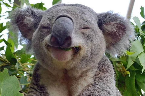 Small Group Blue Mountains, Featherdale, Lunch & Cruise Day Tour - Accommodation Ballina 10