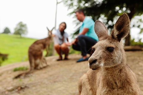 Private Blue Mountains High Country Day Trip From Sydney - Accommodation Ballina 1
