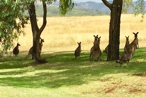 Hunter Valley Wine Tasting All Inclusive Private Bus Tour From Sydney - Accommodation Ballina 7