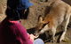 Blue Mountains Highlights & Featherdale Wildlife Park - thumb 6