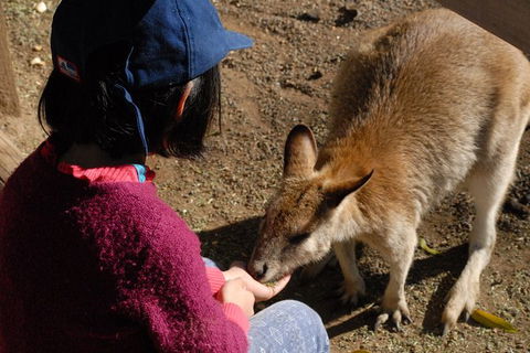 Blue Mountains Highlights & Featherdale Wildlife Park - Accommodation Ballina 6