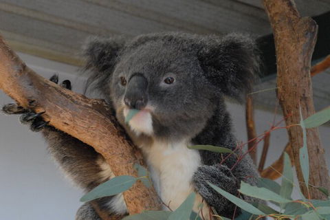 Blue Mountains Highlights & Featherdale Wildlife Park - Accommodation Ballina 1