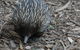 Blue Mountains Highlights & Featherdale Wildlife Park - thumb 3