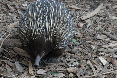 Blue Mountains Highlights & Featherdale Wildlife Park - Accommodation Ballina 3
