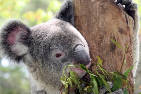 Private 10-hour Tour To Blue Mountains From Sydney - Hotel Pick Up & Drop Off - Accommodation Ballina 2