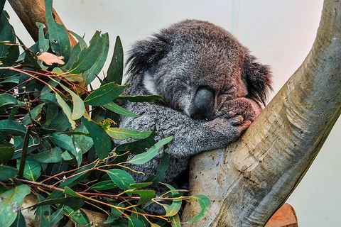 Blue Mountains Highlights, Wildlife Park And Scenic World Full Day Private Tour - Accommodation Ballina 1