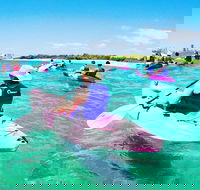 Half Day Dolphin Kayaking and Snorkeling Tour - Accommodation Ballina