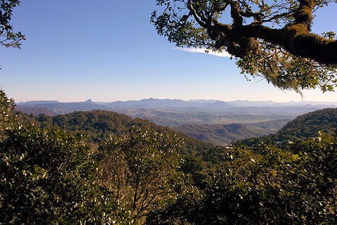 Gold Coast Lamington National Park And Tamborine Mountain 4WD Ecotour - Accommodation Ballina 6